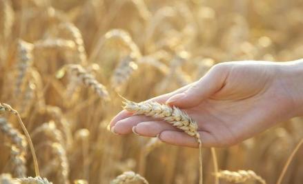 矮抗58小麦有什么缺点,矮抗58小麦几月播种最好(2)