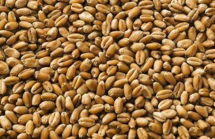 矮抗58小麦有什么缺点,矮抗58小麦几月播种最好(3)