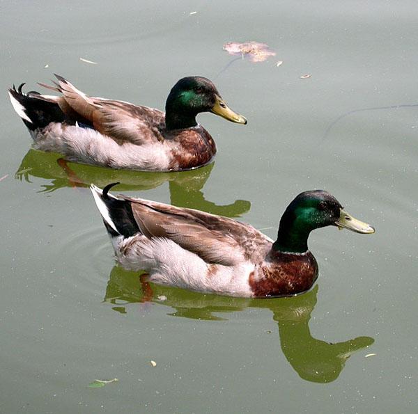 怎么分辨青头鸭和一般鸭子,土鸭和青头鸭的区别(1)
