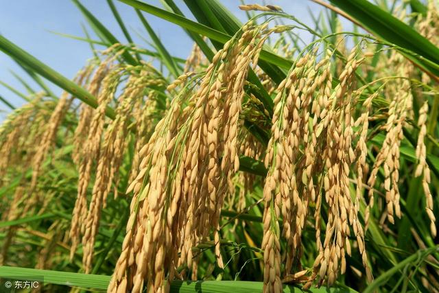 水稻钾肥最佳施肥时间,水稻施钾肥最佳时间(3)