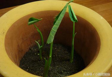 盆栽芋头什么时候收获最适合,盆栽芋头几月种最好(4)