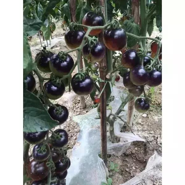 黑番茄的种植时间与方法,黑番茄种子种植时间和方法(2)