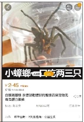 吃蟑螂的蜘蛛咬人吗,蜘蛛吃蟑螂不会中毒吗(2)