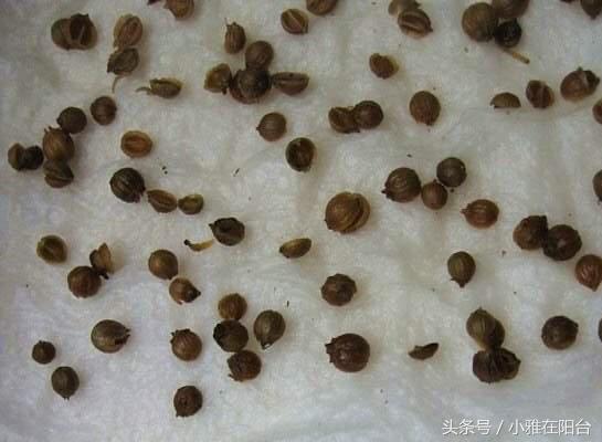 香菜籽怎么种更快发芽,香菜籽泡几天可以发芽(4)