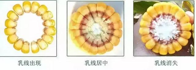 玉米乳线详细图解,玉米籽粒乳线对照表(1)