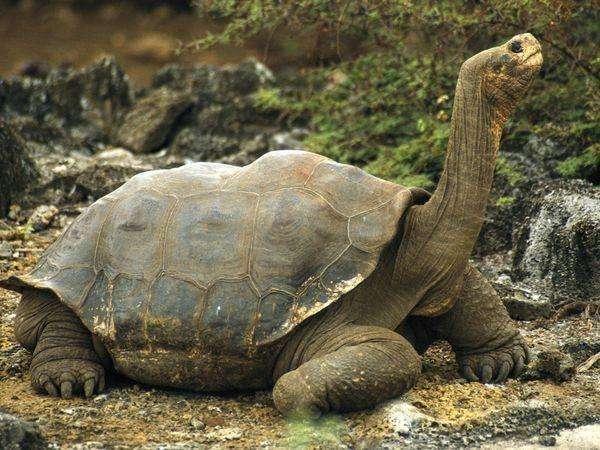 象龟平均寿命有几年,象龟寿命一览表(2)
