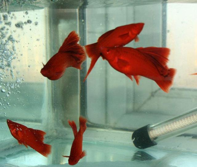 红箭鱼*多久能下崽,怎么判断红箭母鱼*(2)