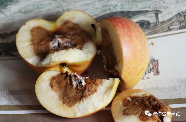 烂苹果和桃子可以一起发酵浇花吗,烂桃子做花肥几天可以浇花(2)