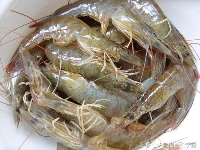 水煮基围虾的正确做法,水煮基围虾的做法和步骤(2)