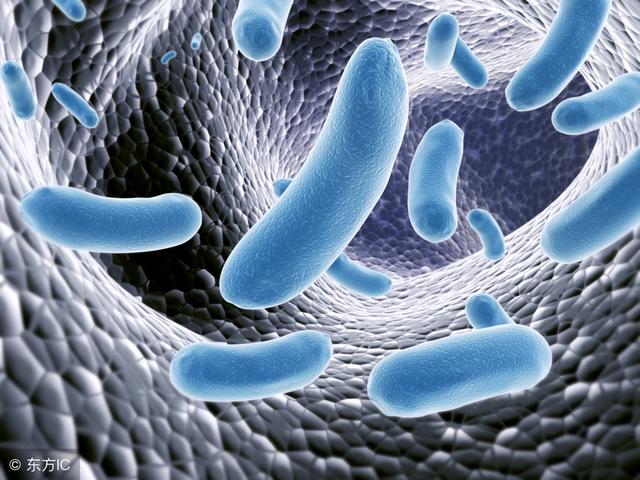 粪肠球菌是怎么感染上的,粪肠球菌是怎么得来的(1)