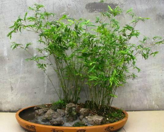 米竹用什么盆栽种最好,养米竹的十大禁忌(1)