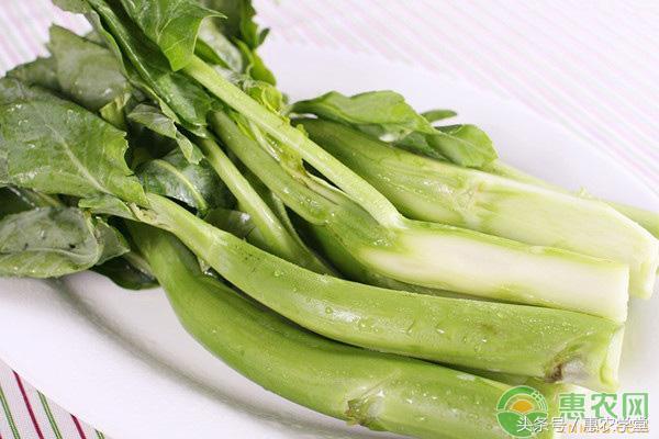 芥蓝菜种植时间和方法,芥兰几月份种最佳(2)