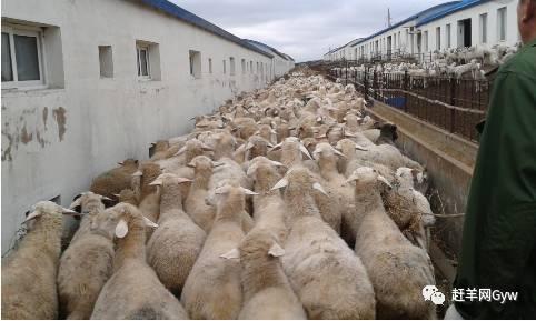 养羊大门朝哪个方向好,圈养100只羊一年的利润(1)