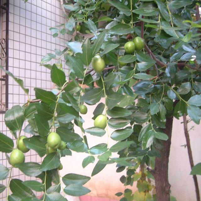 盆栽枣树图片附养护方法,盆栽枣树怎么过冬(5)