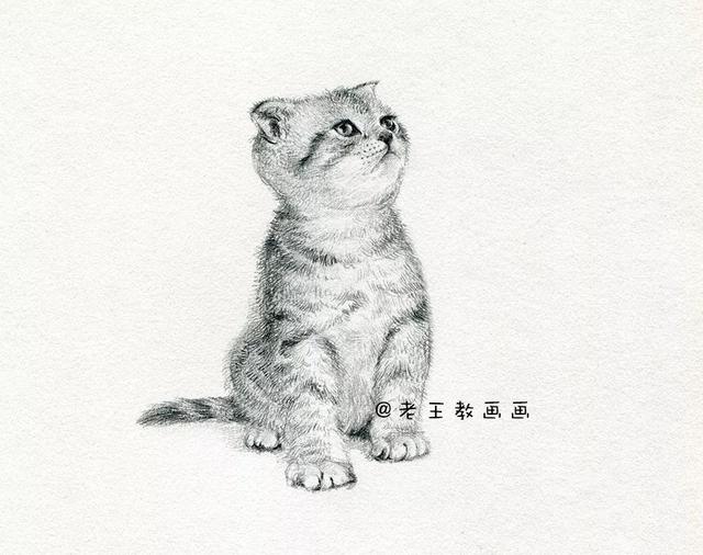 小猫素描画法步骤视频(简单),初学素描入门画小猫步骤(2)