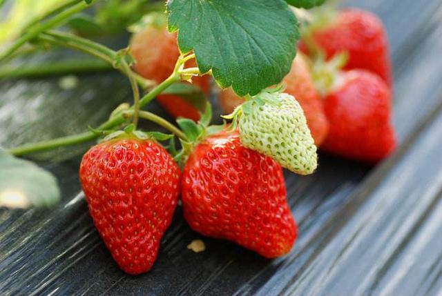煮草莓的正确方法,草莓怎么煮是红色(2)