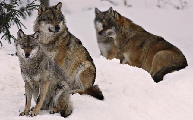 西伯利亚狼照片,西伯利亚狼的照片(9)
