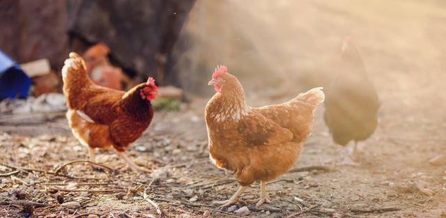 黄豆和玉米哪种比较适合喂鸡,玉米怎样喂鸡效果最好(2)