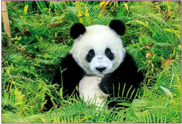 大熊猫主题的绘画作品,大熊猫美术作品图片(3)