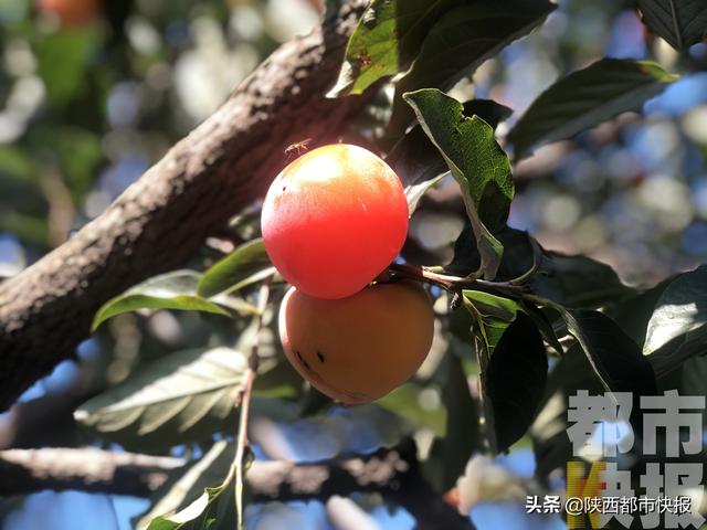 一棵火晶柿子树产量多少,火晶柿树一般几年挂果(1)