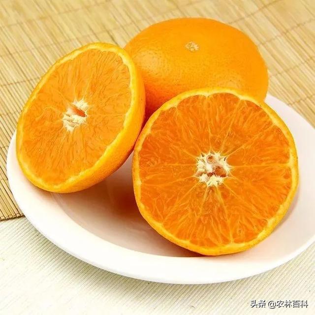 未来最有发展前景十个柑橘品种,前景最好的柑橘品种(1)