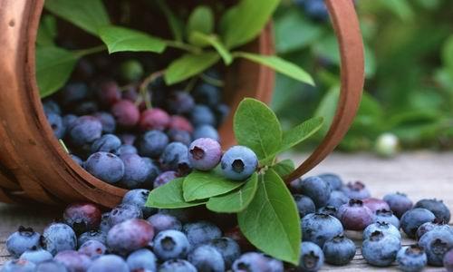 北方种植蓝莓哪种最好,蓝莓在北方种植什么品种容易成活(1)