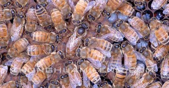 蜜蜂过冬的最佳处理方法,蜜蜂怎样过冬最快最好(3)