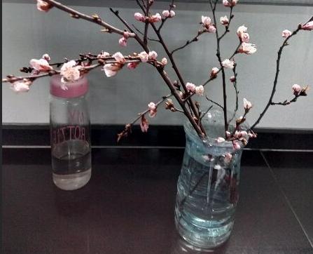 桃花水浇花的正确方法,中药水浇花正确方法(3)