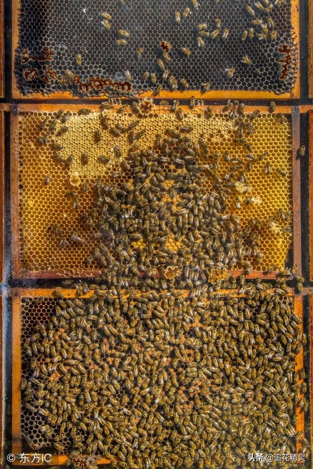 养蜂技术网上哪里买,养蜂怎么找销路(2)