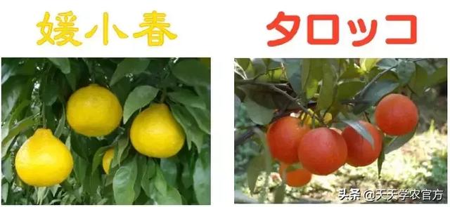 爱媛柑橘来自哪里,爱媛柑橘的品质怎么样(3)