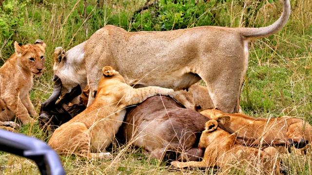 狮子最喜欢吃什么部位,狮子最喜欢吃动物什么部位(3)