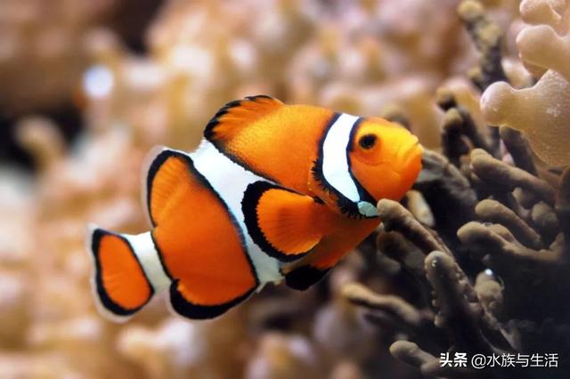 小丑鱼怎么养才能快速繁殖后代,小丑鱼自然环境下怎么繁殖(1)