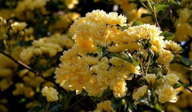 真正木香花只有几个颜色,木香花哪个品种最珍贵(8)