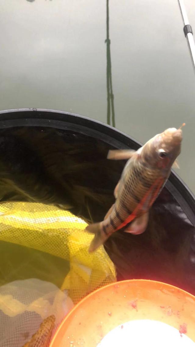 钓溪流石斑鱼的最佳方法,秋季如何钓溪流石斑鱼(2)