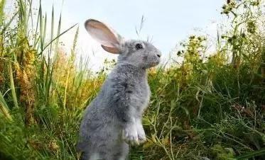 兔子一直吃不停是为什么,(2)