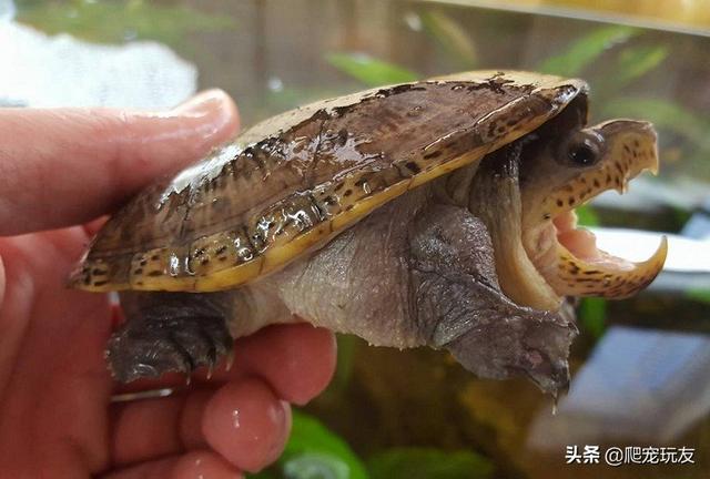 瓦哈卡蛋龟好养吗,养蛋龟最简单的方法(2)