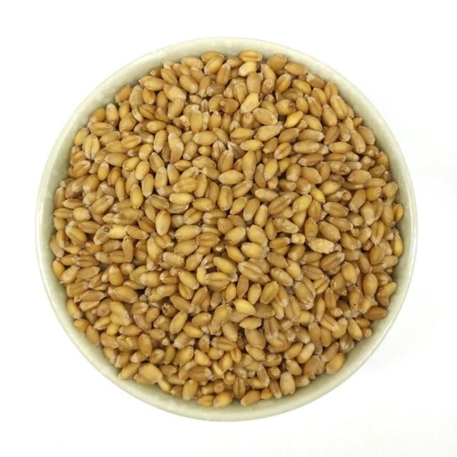 麦子窝料自然发酵方法,麦子发酵窝料配方(3)