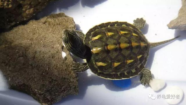 眼斑龟的正确养殖方法,斑点龟的饲养方法(1)