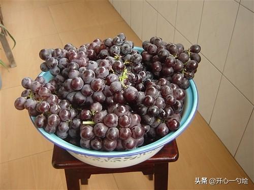 葡萄浆是用葡萄做的,青葡萄可以做葡萄浆吗(1)