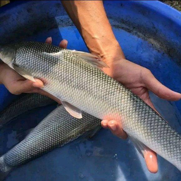银鳕鱼养殖技巧,银鳕鱼养殖方法和注意事项(4)