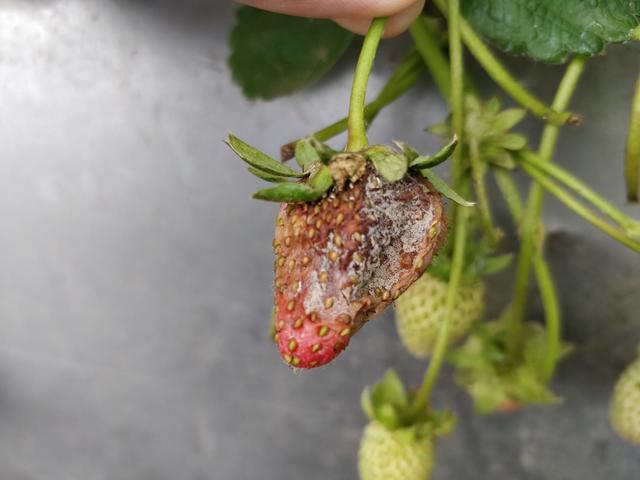 草莓打叉掐尖图解,红糖对草莓的奇效(2)