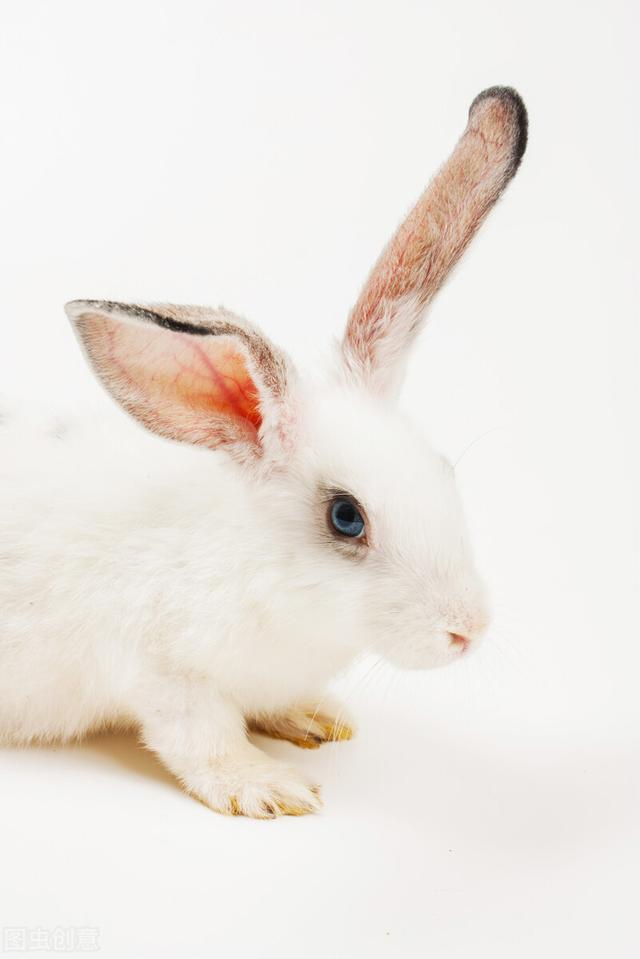 沙漠棉尾兔饲养方法,大型海棠兔喂养方法(3)