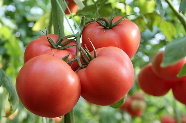 五月份才种茄子番茄还会长吗,上年种茄子今年能种西红柿吗(4)