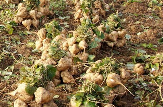 凉薯种植技术和图片,凉薯的种植技术和管理方法(1)