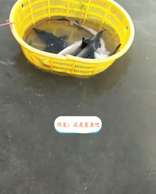 在长江里面有没有鲨鱼,河里面有没有鲨鱼(1)