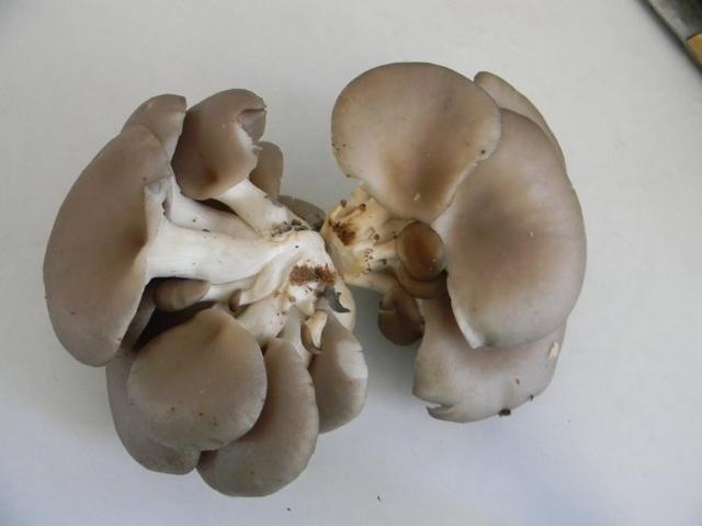 种蘑菇的正确方法,2000袋平菇投资多少钱(4)