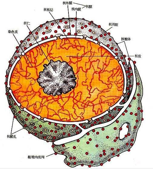 细胞核的作用都有哪些,细胞核有怎样的功能(4)