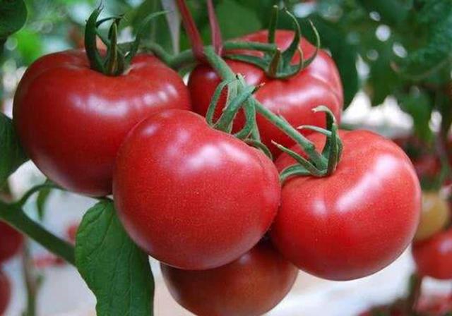 用种子种西红柿的方法,用西红柿种子种西红柿(1)