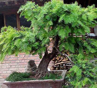 红豆杉一般在什么地方能种植,红豆杉生长在什么地方(4)