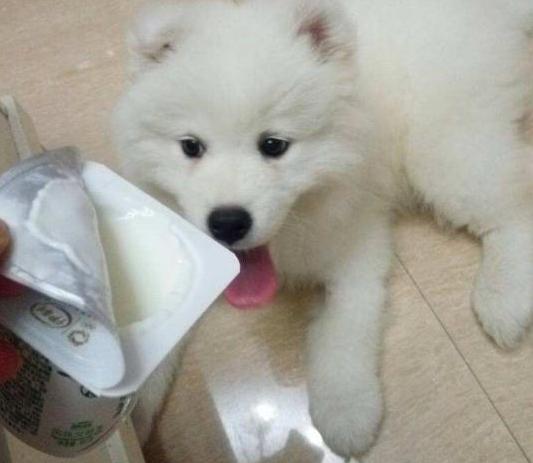 狗狗不能吃酸奶怎么办,狗狗为什么不能喝牛奶却能喝酸奶(1)